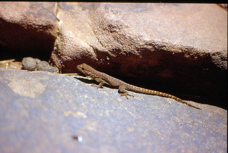 Lucertola dal Marocco 2 - Quedenfeldtia trachyblepharus